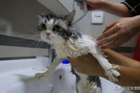 如何判断猫咪是否需要洗澡？洗澡频率是多少？