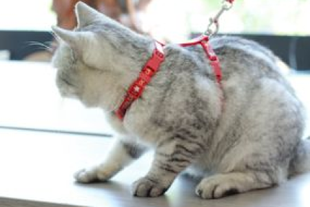 猫咪牵引绳有用吗？带猫散步必备神器？