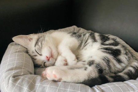 猫咪睡姿图解大全：不同睡姿代表不同含义