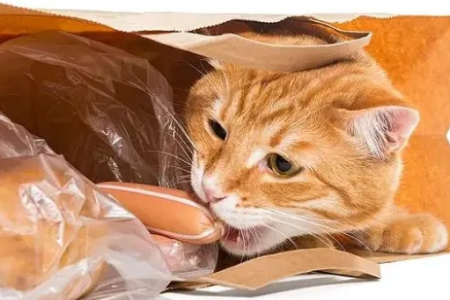 猫吃塑料袋的秘密：好奇心？还是身体缺乏什么？