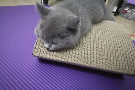 猫眼睛分泌物怎么清理？简单方法快速搞定猫眼屎