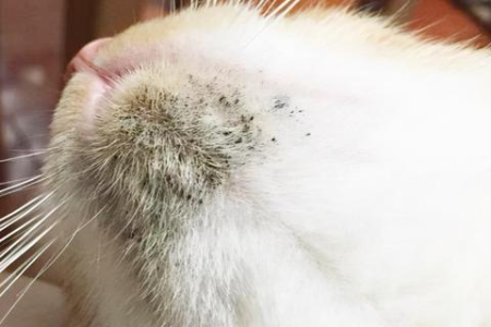 猫咪黑下巴怎么预防？清洁和饮食很重要！