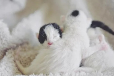 生出来的小猫夭折了，主人应该如何正确处理？