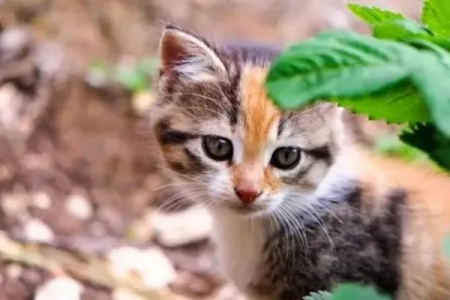 猫咪如何分辨主人？听觉嗅觉视觉全方位解读！
