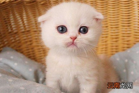 折耳猫的耳朵天生就下垂吗？了解折耳猫的遗传基因