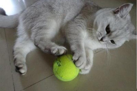 猫咪喜欢动的东西是怎么回事？原来是捕猎本能！