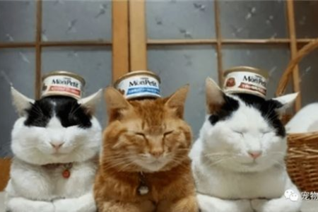 想让猫咪健康？猫粮要怎么选？这份攻略你值得拥有