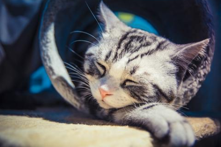 如何挑选一只健康的猫咪幼崽？从外观到行为的全面指导