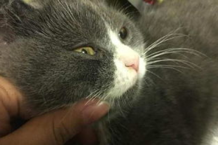 猫咪的胡须可以剪吗？剪掉胡须猫咪会怎样？