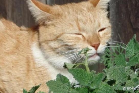 猫薄荷的秘密：猫咪为什么对它如此着迷？