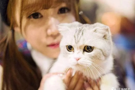 解读“小奶猫”：含义及与人之间的关系