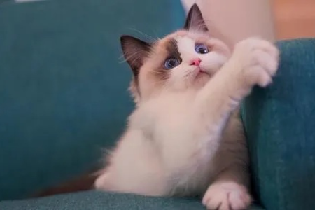 布偶猫真的难养吗？过来人告诉你养布偶猫的真相