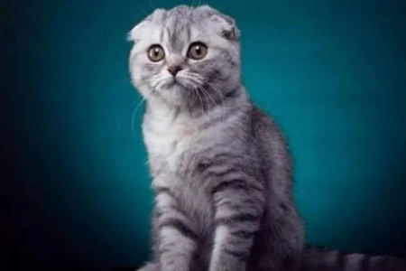苏格兰折耳猫好养吗？揭秘它的饲养难度和注意事项！