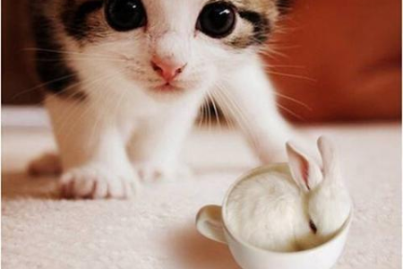 猫咪营养补充剂有用吗？不同猫咪的营养需求大不同