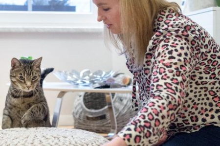 猫不好好吃饭是什么病？可能是这些健康问题！
