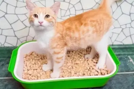 为什么猫咪喜欢埋食物？这几个原因你必须知道！