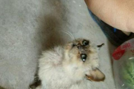 小猫洗澡后出现异常？详解猫咪洗澡后的反应