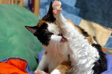 怎么看懂猫咪的想法？猫咪肢体语言大揭秘！