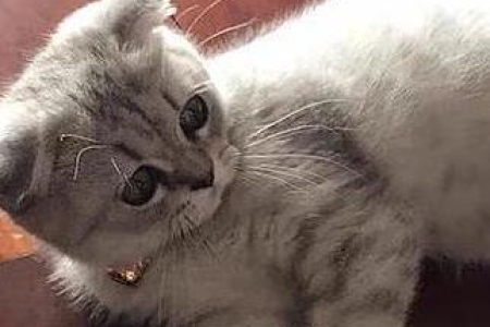 猫咪带铃铛会聋吗？长期佩戴铃铛影响猫咪听力？