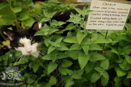 猫薄荷是薄荷吗？它们之间有什么区别？