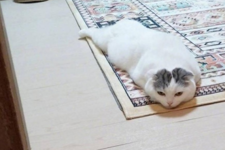 surprese！主人不在家，猫咪竟然这么玩！