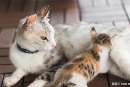 公猫咬母猫脖子是本能？猫咪交配的秘密解读