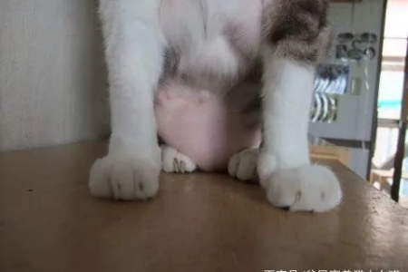 解密猫咪原始袋：它是什么？对猫咪重要吗？