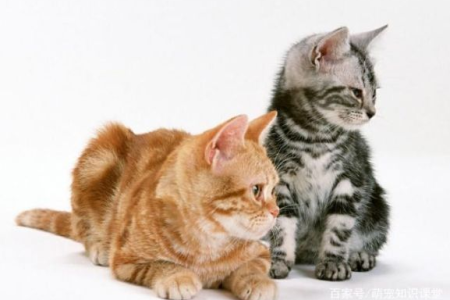 养猫预算有限？这几种猫咪好养又省钱