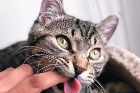 猫咪咬手指，是调皮还是另有原因？