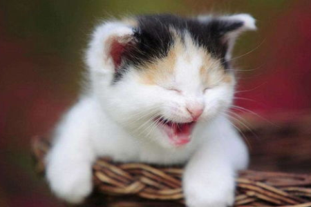 猫碗怎么选？材质、大小、高度，5个技巧教你选对猫碗！