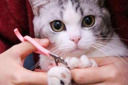 猫咪指甲套好用吗？带猫指甲套的风险和好处