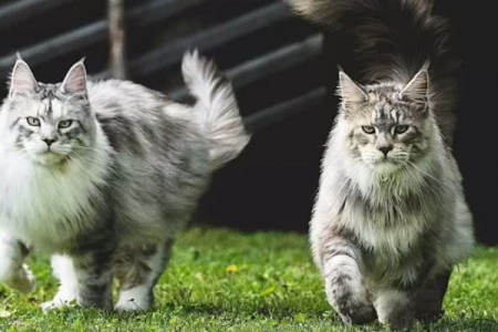 傻傻分不清？挪威森林猫和缅因猫的差异，一看就懂！