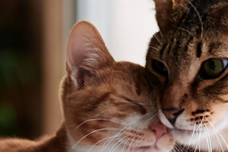 母猫公猫发情时间分别是什么时候？猫发情期全攻略