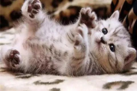 想养猫？新手养猫攻略大全，教你快速成为合格铲屎官