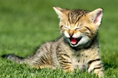 安全健康的猫咪挑选方法：新手必读宝典