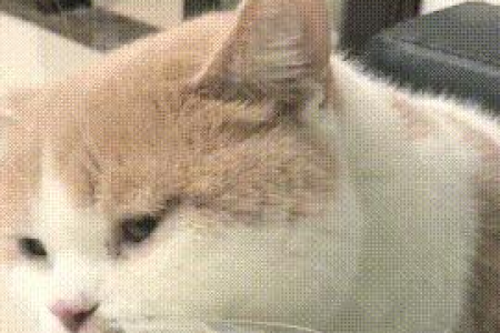 如何判断猫咪是否喜欢你？猫喜欢主人的10个小秘密