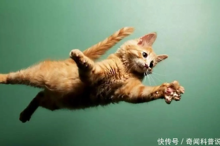 猫真的摔不死吗？高空坠落猫咪存活率有多高？