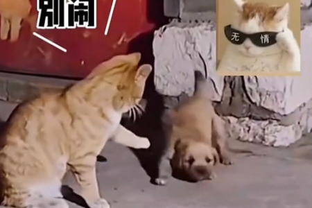 猫狗大战变友谊？教你几招让猫狗和平相处