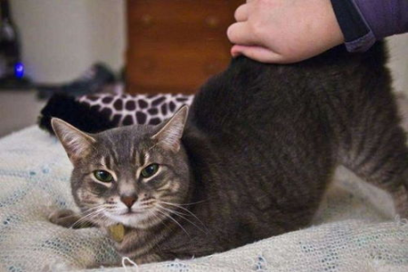 猫猫为什么爱干净？揭秘猫咪洁癖的秘密