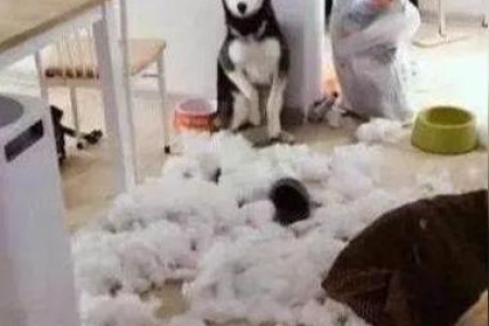养猫家庭必看：哪些盆栽会危害猫咪健康？