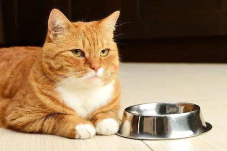猫罐头到底好不好？深度评测及喂食建议