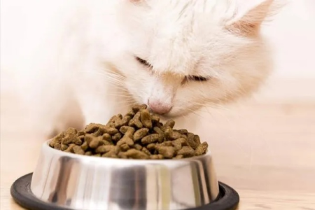 还在纠结猫粮？猫粮的5大优点你必须知道！