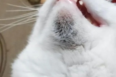 猫咪下巴出现黑色污垢是什么？教你如何有效预防和解决猫咪黑下巴