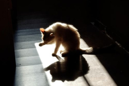 给猫咪剃毛降温靠谱吗？夏天剃毛对猫有害吗？