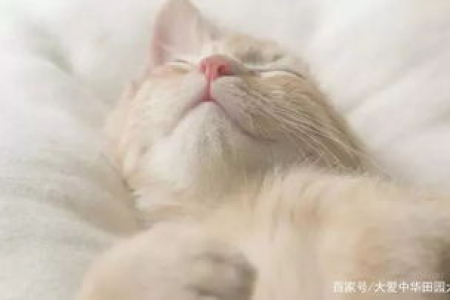 猫咪空调病的常见症状及护理方法详解