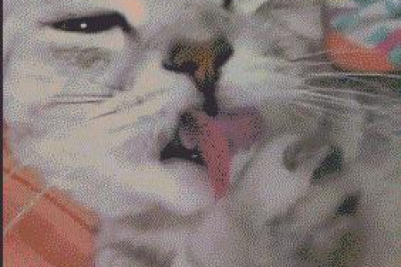 如何判断猫是否发情？详解猫咪发情期的各种特征