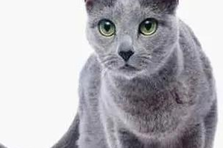 俄罗斯蓝猫是什么猫？品种特点、性格及寿命详解