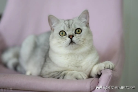 什么猫温顺好养？新手养猫必看品种推荐