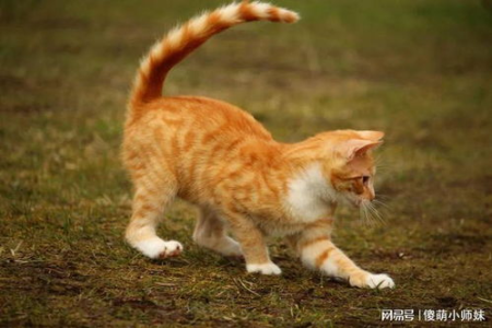 猫咪摇尾巴的各种含义及解读，你家猫猫在说什么？