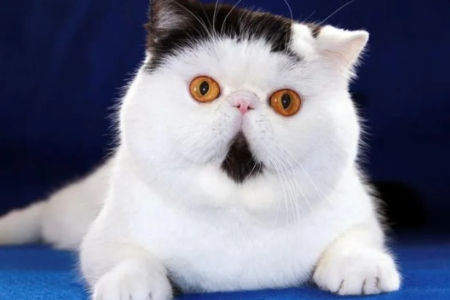 智商超群的猫咪都有哪些？带你认识聪明猫